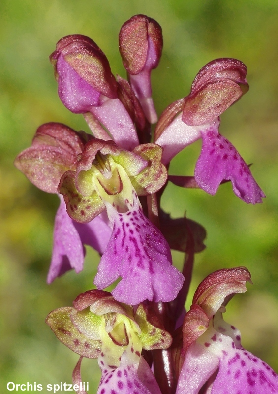 Una giornata tra le orchidee da Villetta Barrea a Scanno - 16 giugno 2021